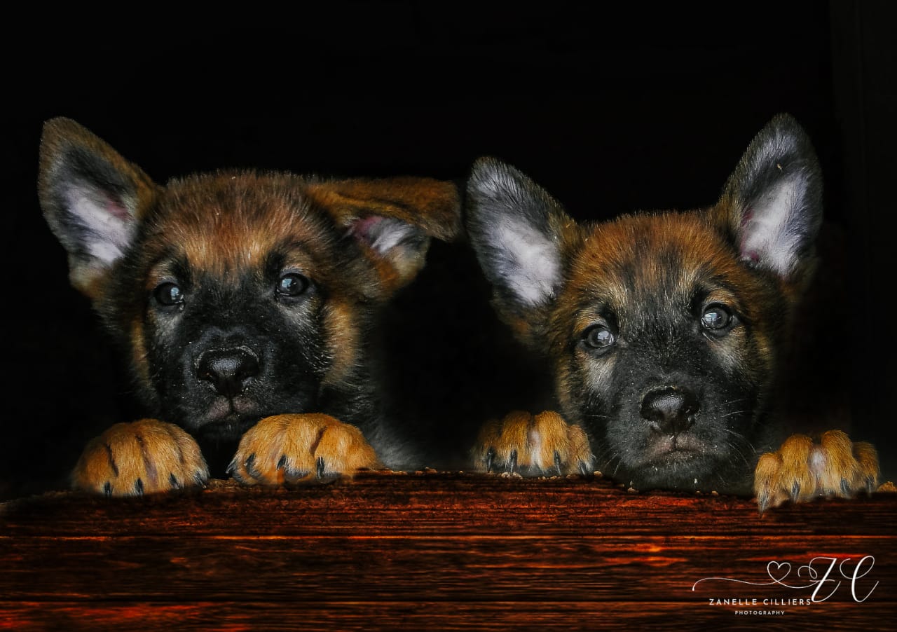 malinois puppies for sale south africa